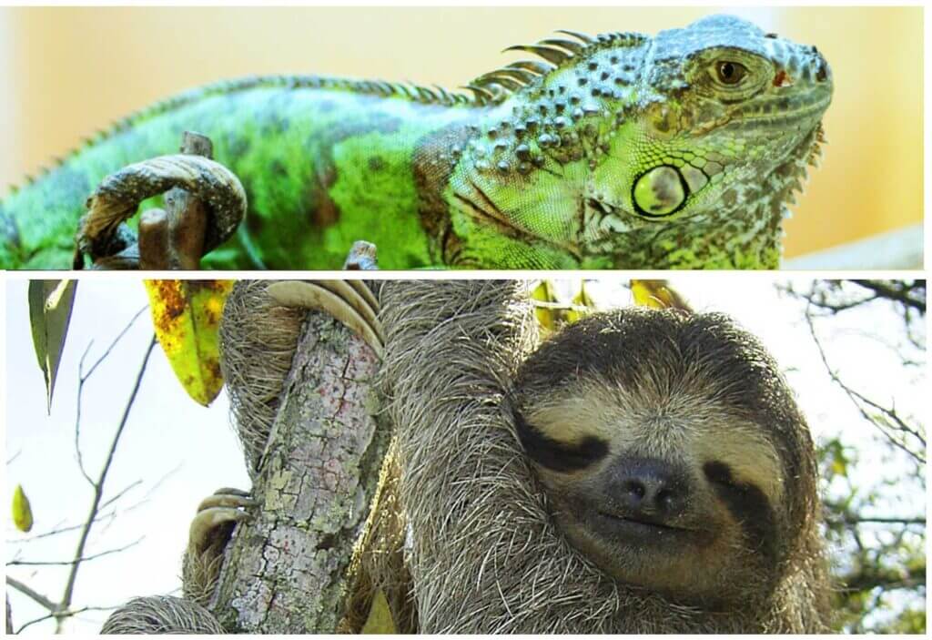 eguana-and-sloth