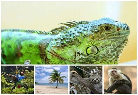 Roatan Oak Tree Tours | Unforgettable Island Adventures